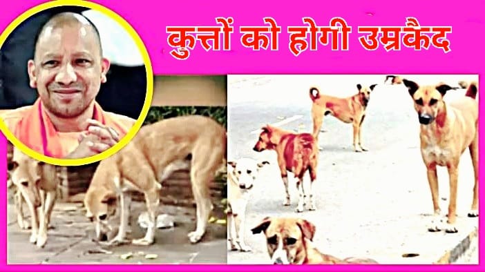 CM Yogi orders life imprisonment for dogs in Uttar Pradesh, 10 days imprisonment for first bite
