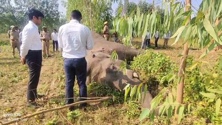 Elephant dies after being struck by high-tension wires