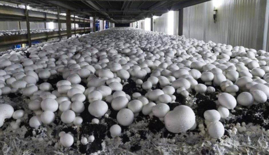 Cyber ​​fraud in the name of buying mushroom seeds, Contacting a number found on Google proved costly, 2.76 lakh rupees were withdrawn from the farmer's account in three days