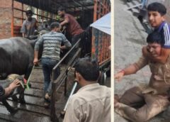 लखनऊ में अवैध डेयरियों पर बड़ा एक्शन, दरोगा पर चेन से हमला, 24 पर मुकदमा, हिरासत में ली गई 200 भैंसे