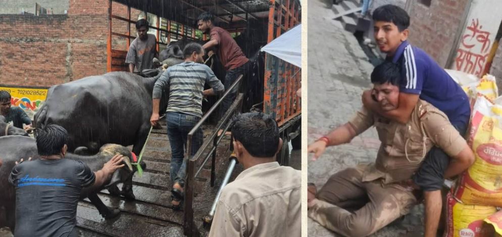 लखनऊ में अवैध डेयरियों पर बड़ा एक्शन, दरोगा पर चेन से हमला, 24 पर मुकदमा, हिरासत में ली गई 200 भैंसे